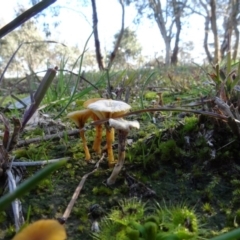 Lichenomphalia chromacea at Bowning, NSW - 29 Jul 2020