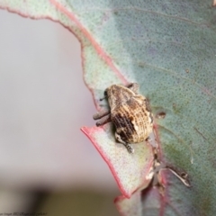 Haplonyx (genus) (Unidentified Haplonyx weevil) at Holt, ACT - 30 Jul 2020 by Roger