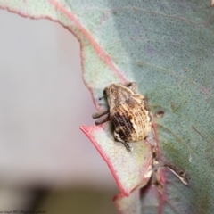 Haplonyx sp. (genus) (Unidentified Haplonyx weevil) at Holt, ACT - 30 Jul 2020 by Roger