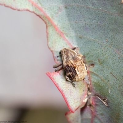 Haplonyx (genus) (Unidentified Haplonyx weevil) at Holt, ACT - 30 Jul 2020 by Roger