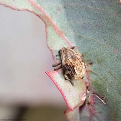 Haplonyx sp. (genus) (Unidentified Haplonyx weevil) at Molonglo River Reserve - 30 Jul 2020 by Roger