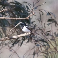 Melanodryas cucullata (Hooded Robin) at Tennent, ACT - 4 Aug 2020 by RodDeb