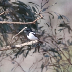 Melanodryas cucullata at Tennent, ACT - 4 Aug 2020