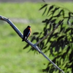 Petroica phoenicea (Flame Robin) at Paddys River, ACT - 4 Aug 2020 by RodDeb