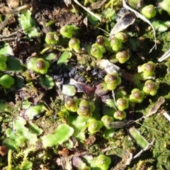 Asterella drummondii (A thallose liverwort) at Franklin, ACT - 1 Aug 2020 by JanetRussell