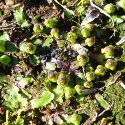 Asterella drummondii (A thallose liverwort) at Franklin, ACT - 1 Aug 2020 by JanetRussell