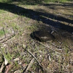 Chelodina longicollis (Eastern Long-necked Turtle) at Bowning, NSW - 29 Jul 2020 by AndyRussell