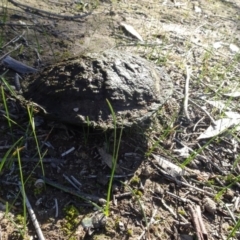 Chelodina longicollis at Bowning, NSW - 29 Jul 2020