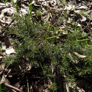 Dillwynia sp. at Bowning, NSW - 29 Jul 2020