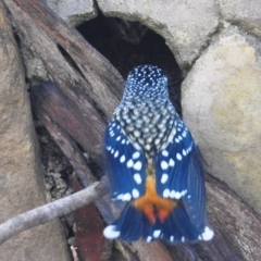 Pardalotus punctatus (Spotted Pardalote) at Acton, ACT - 4 Aug 2020 by HelenCross