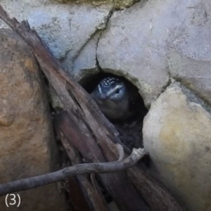 Pardalotus punctatus at Acton, ACT - 4 Aug 2020