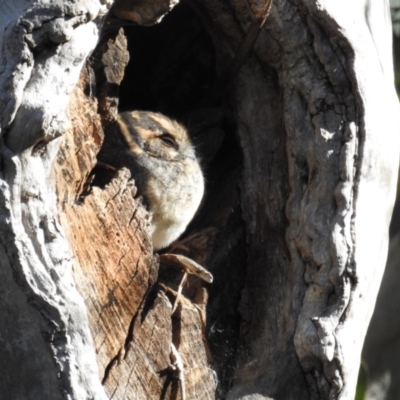 Aegotheles cristatus (Australian Owlet-nightjar) at ANBG - 4 Aug 2020 by HelenCross