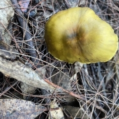 Cortinarius sp. (Cortinarius) at Moruya, NSW - 2 Aug 2020 by LisaH