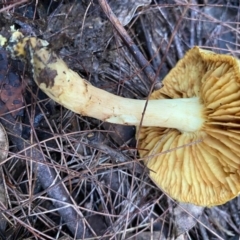 Cortinarius sp. at Moruya, NSW - suppressed