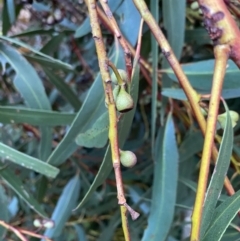 Eucalyptus sieberi (Silvertop Ash) at Broulee Moruya Nature Observation Area - 1 Aug 2020 by LisaH