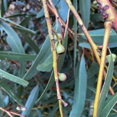 Eucalyptus sieberi (Silvertop Ash) at Broulee Moruya Nature Observation Area - 2 Aug 2020 by LisaH