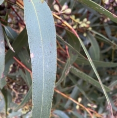 Eucalyptus sieberi at Moruya, NSW - suppressed