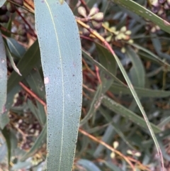 Eucalyptus sieberi at Moruya, NSW - 2 Aug 2020