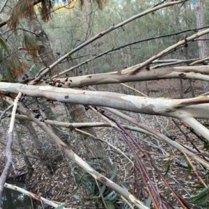 Eucalyptus sieberi at Moruya, NSW - 2 Aug 2020