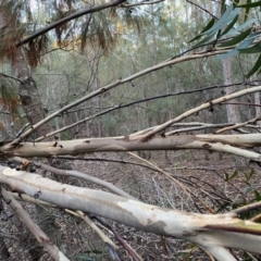 Eucalyptus sieberi at Moruya, NSW - suppressed