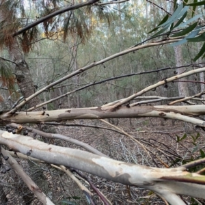 Eucalyptus sieberi at Moruya, NSW - suppressed