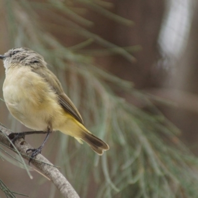 Acanthiza chrysorrhoa (Yellow-rumped Thornbill) at Barton, ACT - 1 Feb 2018 by Tammy