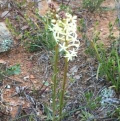Stackhousia monogyna (Creamy Candles) at Mount Ainslie - 4 Aug 2020 by JaneR