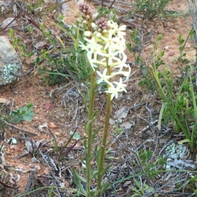 Stackhousia monogyna (Creamy Candles) at Mount Ainslie - 4 Aug 2020 by JaneR