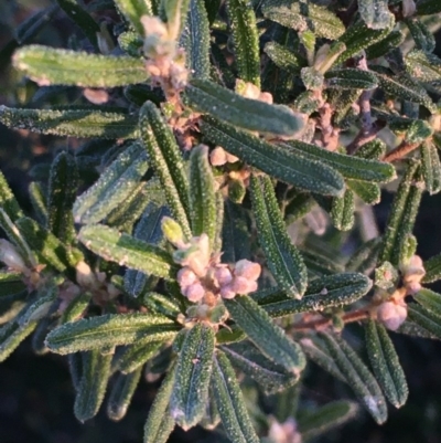 Pomaderris angustifolia (Pomaderris) at Mount Ainslie - 4 Aug 2020 by JaneR