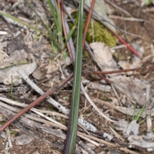Thelymitra sp. at Latham, ACT - 2 Aug 2020