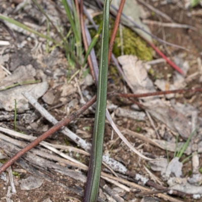 Thelymitra sp. (A Sun Orchid) at Latham, ACT - 2 Aug 2020 by DerekC