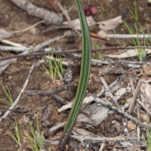 Thelymitra sp. at Latham, ACT - 2 Aug 2020