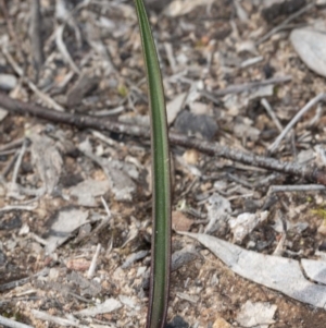 Thelymitra (Genus) at Latham, ACT - suppressed