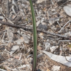 Thelymitra sp. at Latham, ACT - 2 Aug 2020
