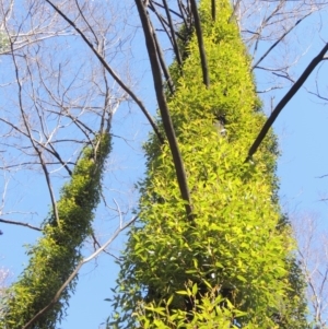 Eucalyptus muelleriana at South East Forest National Park - 20 Jul 2020