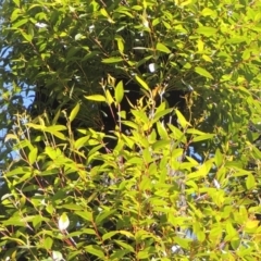 Eucalyptus muelleriana at South East Forest National Park - 20 Jul 2020