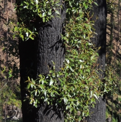 Eucalyptus muelleriana (Yellow Stringybark) at Wyndham, NSW - 20 Jul 2020 by michaelb