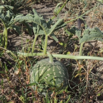 Citrullus amarus (Wild Melon, Camel Melon, Bitter Melon) at Point Hut to Tharwa - 12 Mar 2019 by michaelb