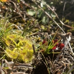 Drosera gunniana (Pale Sundew) at Coree, ACT - 2 Aug 2020 by Sal_moy7