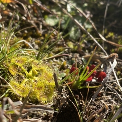 Drosera gunniana (Pale Sundew) at Coree, ACT - 2 Aug 2020 by Salmoy7