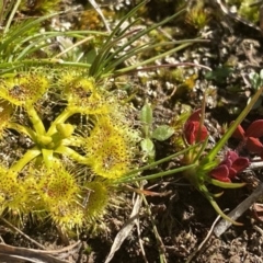 Drosera gunniana at Coree, ACT - 2 Aug 2020