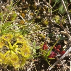 Drosera gunniana at Coree, ACT - 2 Aug 2020