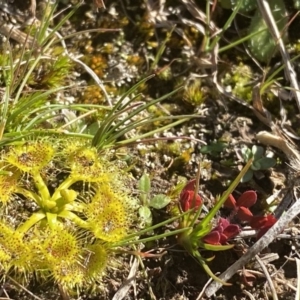 Drosera gunniana at Coree, ACT - 2 Aug 2020