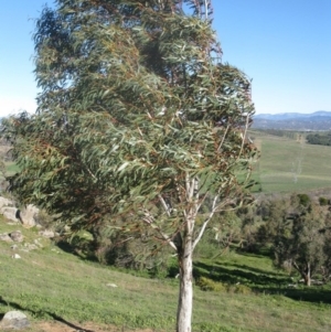 Eucalyptus pauciflora at Holt, ACT - 4 Aug 2020