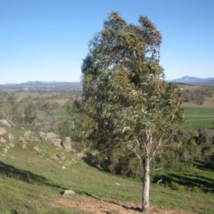 Eucalyptus pauciflora at Mount Painter - 4 Aug 2020