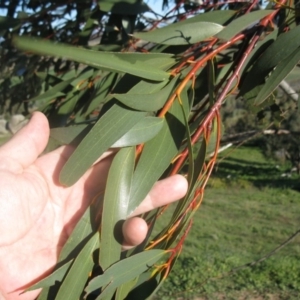 Eucalyptus pauciflora at Holt, ACT - 4 Aug 2020