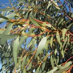 Eucalyptus pauciflora at Mount Painter - 4 Aug 2020