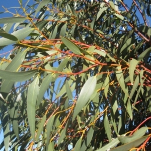 Eucalyptus pauciflora at Mount Painter - 4 Aug 2020