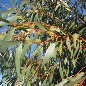 Eucalyptus pauciflora at Holt, ACT - 4 Aug 2020