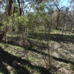 Dodonaea viscosa subsp. angustifolia (Giant Hop-bush) at Bookham, NSW - 29 Jul 2020 by AndyRussell